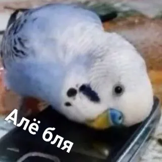 🤔 Алё бля птица, попугай, смешной, телефон, милый telegram sticker