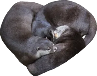 ❤ wydry, zwierzęta, serce, miłość, słodkie telegram sticker
