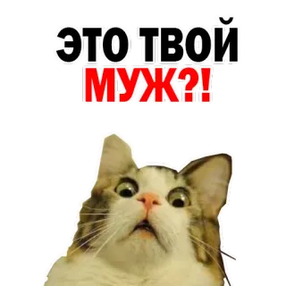 😏 ЭТО ТВОЙ МУЖ?! gato, pergunta, humor, meme, russo, marido whatsapp sticker