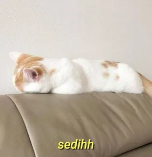 💛 sedihh gato, triste, animal, fofo, laranja, branco telegram sticker