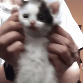 🙃 gatinho, gato, animal, animal de estimação whatsapp sticker