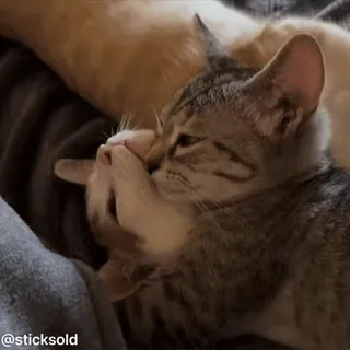 ❤️ @sticksold แมว, ลูกแมว, สัตว์, น่ารัก, สัตว์เลี้ยง telegram sticker