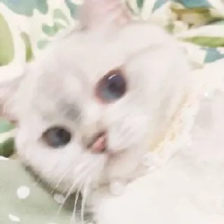 🌟 gatto, carino, animale, animale domestico, bianco, domestico, felino telegram sticker
