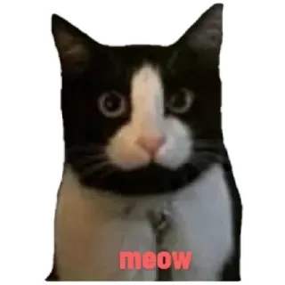 😸 meow cat, meow, animal, pet, tuxedo cat, cute telegram sticker