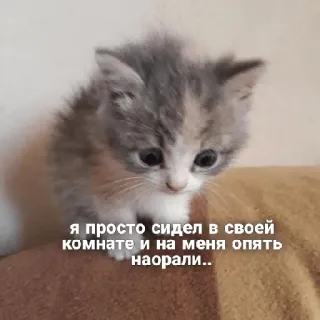 😭 я просто сидел в своей комнате и на меня опять наорали.. แมว, ลูกแมว, น่ารัก, เศร้า, มีม, สัตว์, รัสเซีย, ข้อความ telegram sticker