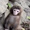 🐵