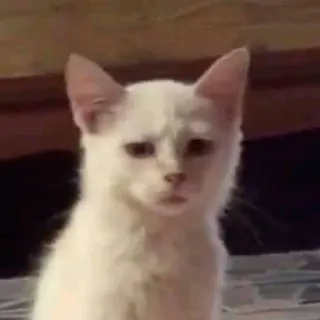 🤔 gatto, gatto bianco, animale, animale domestico, carino, felino telegram sticker