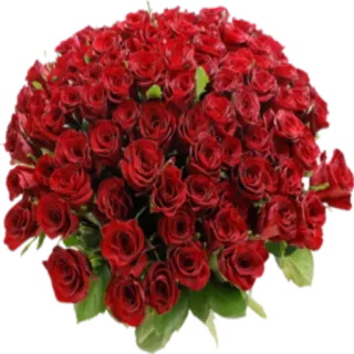 💐 розы, красный, букет, цветы whatsapp sticker