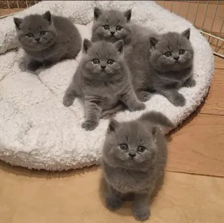 🤔 Kätzchen, Katzen, Haustiere, grau, süß telegram sticker