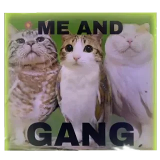 💑 ME AND GANG Katze, Bande, Tiere, Meme, süß, Freunde whatsapp sticker