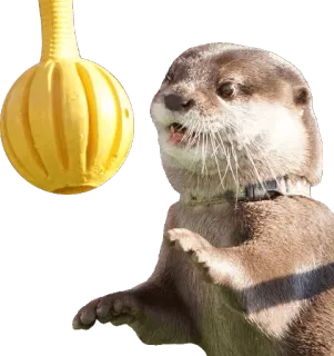 🌕 wydra, zwierzę, ssak, żółta zabawka, słodki, rozbrykany telegram sticker