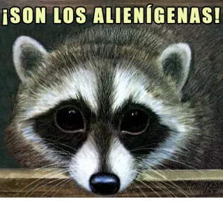 👽 ¡SON LOS ALIENÍGENAS! rakun, alien, lucu, meme, binatang, imut, parodi whatsapp sticker