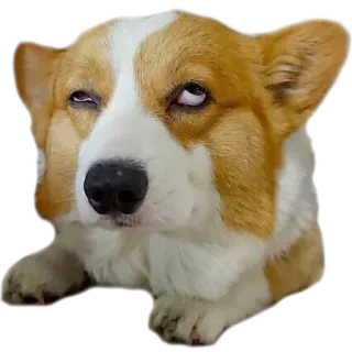 🤦‍♂️ perro, corgi, animal, mascota, meme whatsapp sticker