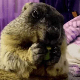 🦫 Gopher Groundhog Day telegram sticker