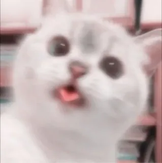 🐾 gato, lindo, gatito, mascota, animal, meme telegram sticker