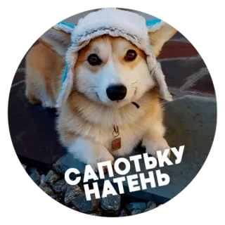 ☺️ САПОТЬКУ НАТЕНЬ 犬, コーギー, 帽子, 可愛い, 動物, 冬, ロシア telegram sticker