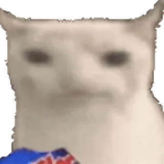 🐱 gato, meme, animal, gracioso, internet whatsapp sticker