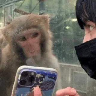 🐵 monyet, hewan, ponsel cerdas, kebun binatang, fotografi, satwa liar telegram sticker