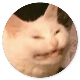 😗 cat, meme, animal, white cat, funny whatsapp sticker