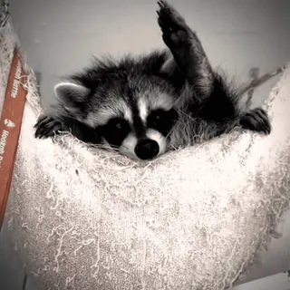 😏 mapache, animal, lindo, hamaca whatsapp sticker