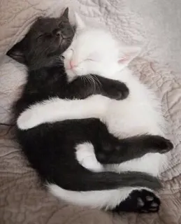 😺 gatos, gatinhos, gato preto, gato branco, dormindo, abraçando, fofo, animais whatsapp sticker