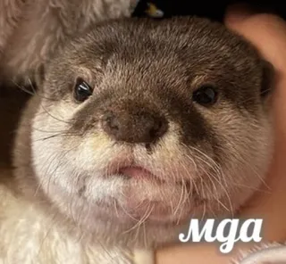 😕 мда otter, animal, cute, mammal, funny, meme telegram sticker