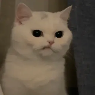 😒 chat, chat blanc, animal de compagnie, animal telegram sticker