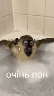 💀 ОЧІНЬ ПОН mono, baño, espuma, joyas, ucraniano, animal, lindo telegram sticker