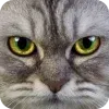Animals6  @visualdosevi telegram emojis 🤩