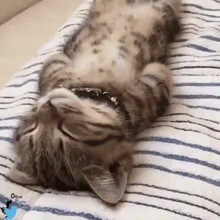 👊 кот, котенок, спит, животное, милый, питомец whatsapp sticker