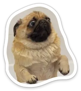 😱 dog, pug, animal, pet, cute, funny telegram sticker