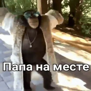 😎 Папа на месте telegram sticker