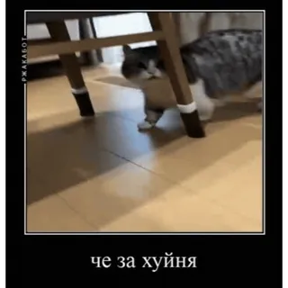 🤿 че за хуйня mèo, bàn, hài hước, xúc phạm, tiếng lóng, động vật, meme telegram sticker