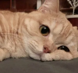 🥺 кот, милый, питомец, животное, кошачий, домашняя кошка telegram sticker