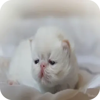 🐱 Katze, Kätzchen, weiß, süß, Tier, Haustier, Katzenartig telegram sticker