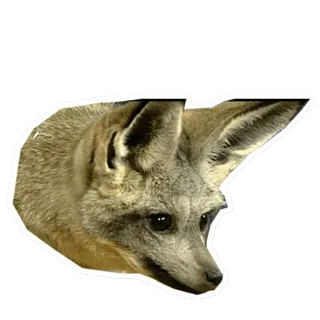 😇 animal, bat-eared fox, fox, wildlife, mammal, ears telegram sticker