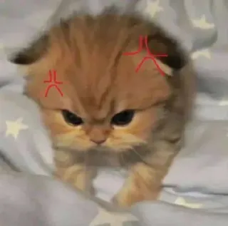 🌟 Katze, Kätzchen, wütend, süß, Katzenartig, Haustier, Tier telegram sticker