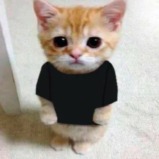 🥺 Katze, Kätzchen, süß, Tier, Haustier whatsapp sticker