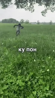 🐒 ку пон whatsapp sticker