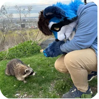 😀 Фурри, Енот, Костюм, Животное, На улице, Природа, Трава, Город telegram sticker