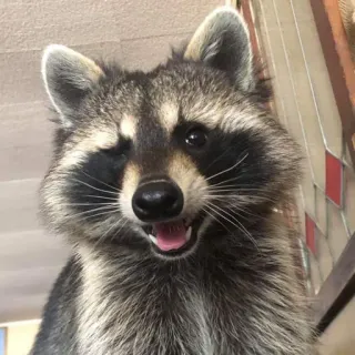 😉 енот, животное, дикая природа, милый, млекопитающее, природа telegram sticker