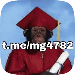 🔈 t.me/mg4782 猴子, 毕业, 毕业证书, 毕业帽, 动物, Telegram, 社交媒体 telegram sticker