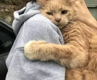 😌 gatto, animale domestico, animale, gatto domestico, abbraccio, carino telegram sticker
