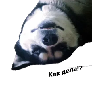 🙃 dog, puppy, cute, animal, domestic animal, pet whatsapp sticker