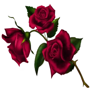 ❤️ 玫瑰, 花, 红色, 玫瑰花, 花卉, 花园, 情人节 telegram sticker