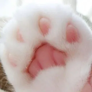 🐾 cat, paw, animal, pet, cute, kitten telegram sticker