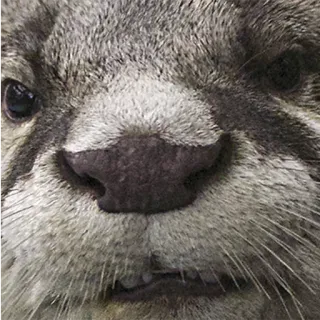 😠 выдра, животное, дикая природа, млекопитающее, морда, милый telegram sticker