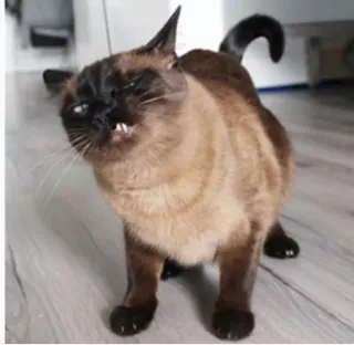 😖 кот, животное, питомец, сиамский кот, смешной, мем telegram sticker