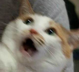 🎥 kucing, meme, takut, terkejut, binatang telegram sticker