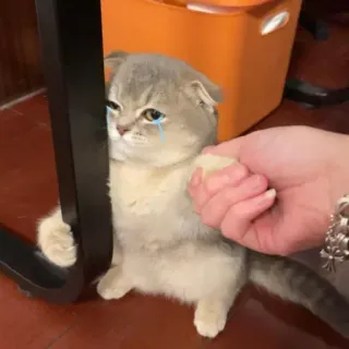 🐾 chat, triste, pleurs, animal de compagnie, animal, larmes telegram sticker